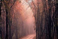 传统佳品百合薏米粥，养生作用一网打尽