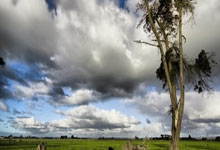 广州局P95，养生好茶，润肺养颜必备！